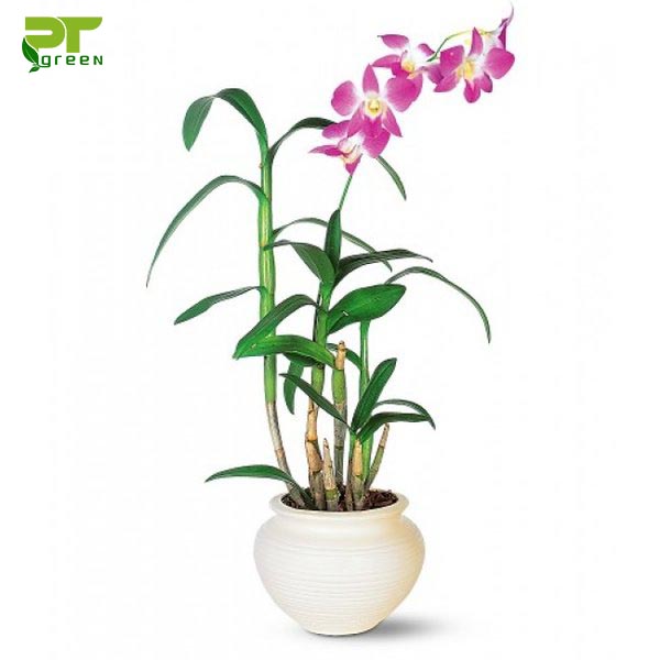 Lan Dendro | Bộ Sưu Tập Các Loại Lan Dendro Lan Dendro | Bộ Sưu Tập Các Loại Lan Dendro