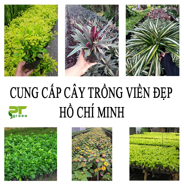 Trồng và cung cấp cây trồng viền đẹp Hồ Chí Minh 