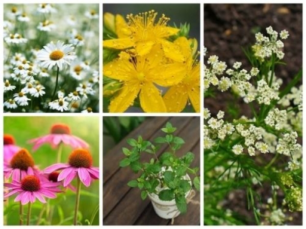 Những loài hoa có mùi thơm dễ chịu trồng ban công