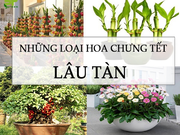 Các loại hoa chưng Tết lâu tàn 