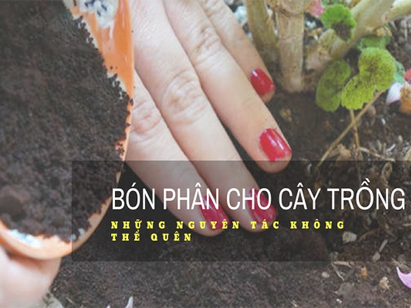 Cách sử dụng phân bón đúng cách cho cây cảnh 