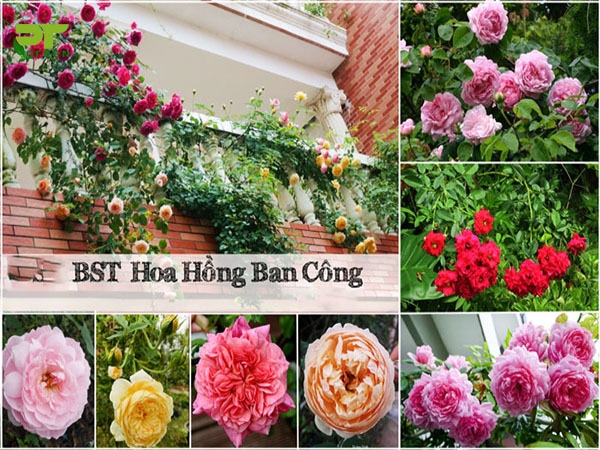 Trồng hoa hồng leo ban công chung cư