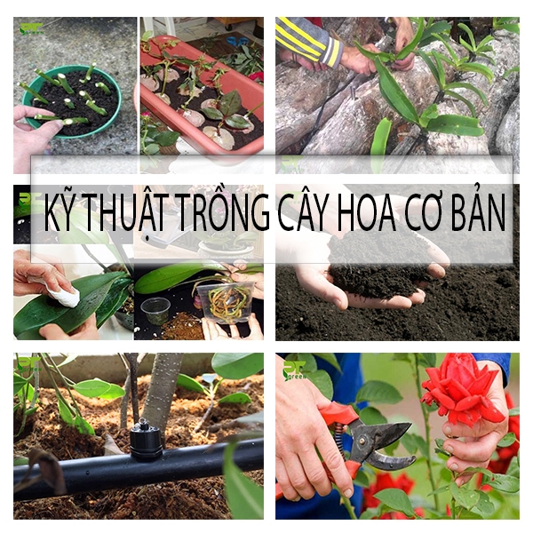 Kỹ thuật trồng cây hoa trong chậu cơ bản nhất 