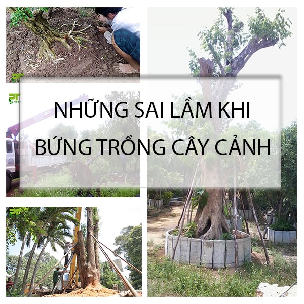 Những sai lầm khi bứng trồng cây cảnh