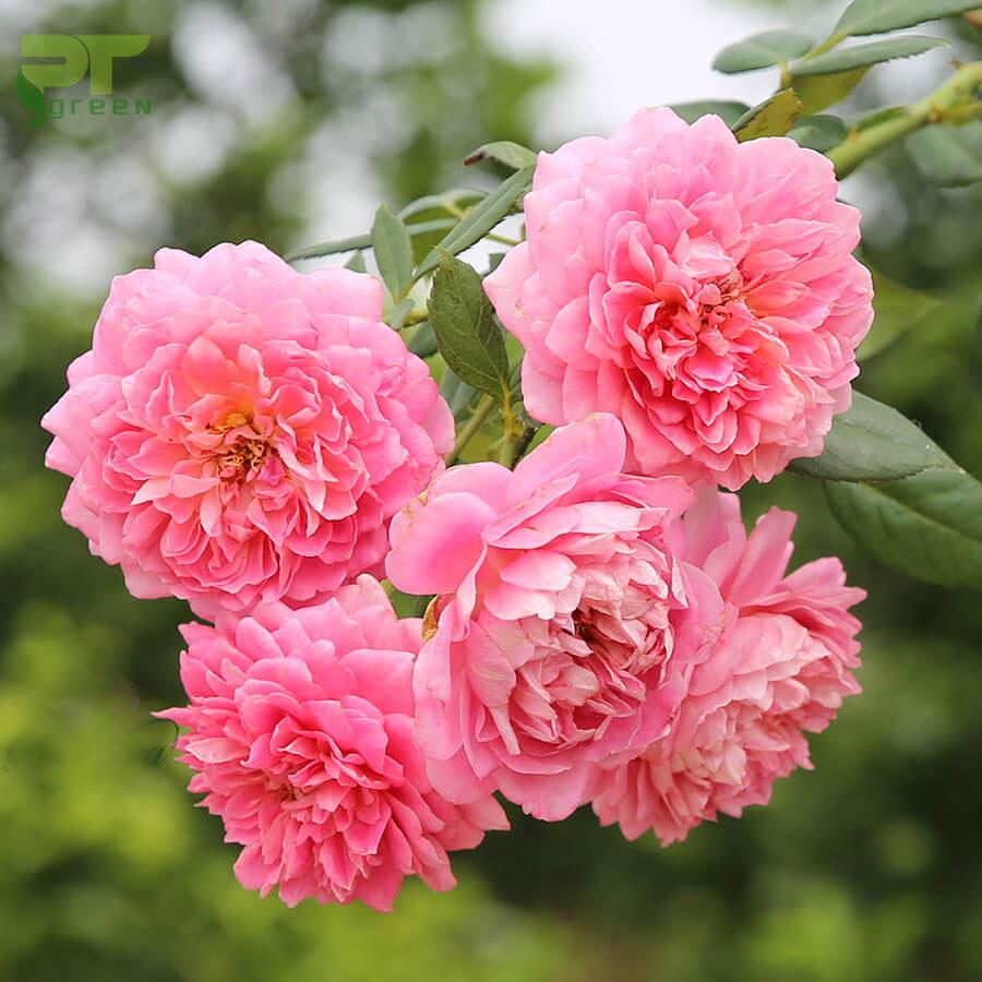 Hoa Hồng | Tổng hợp các loại hoa hồng đẹp hiện nay