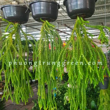 Chậu Treo Râu Rồng | Cách Chăm Sóc Cây Râu Rồng, Mua Cây Râu Rồng Ở Đâu
