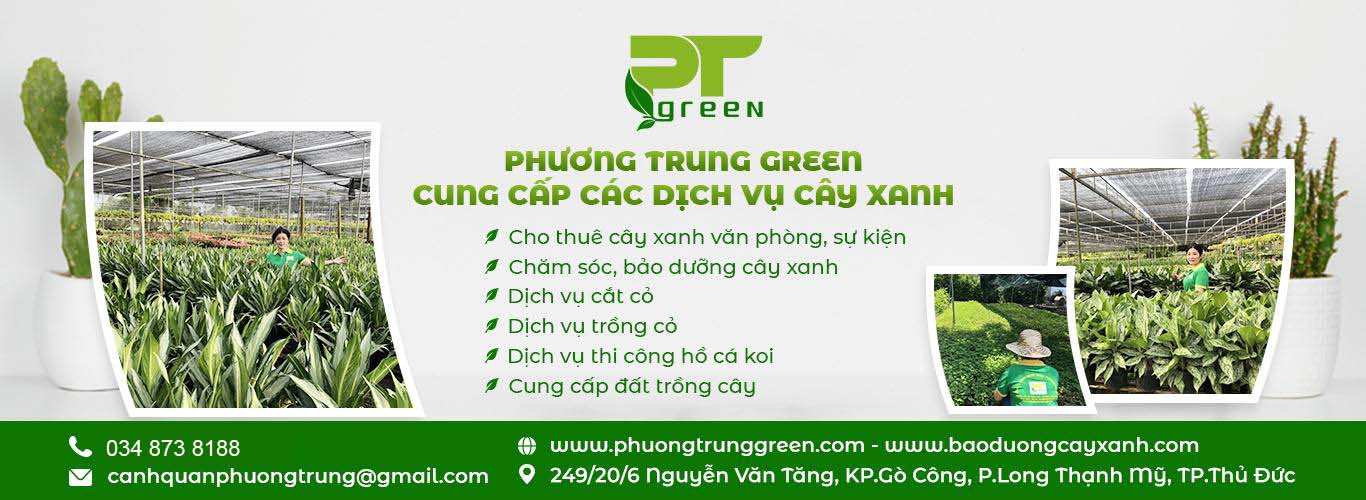 Dịch vụ cây xanh Phương Trung Green