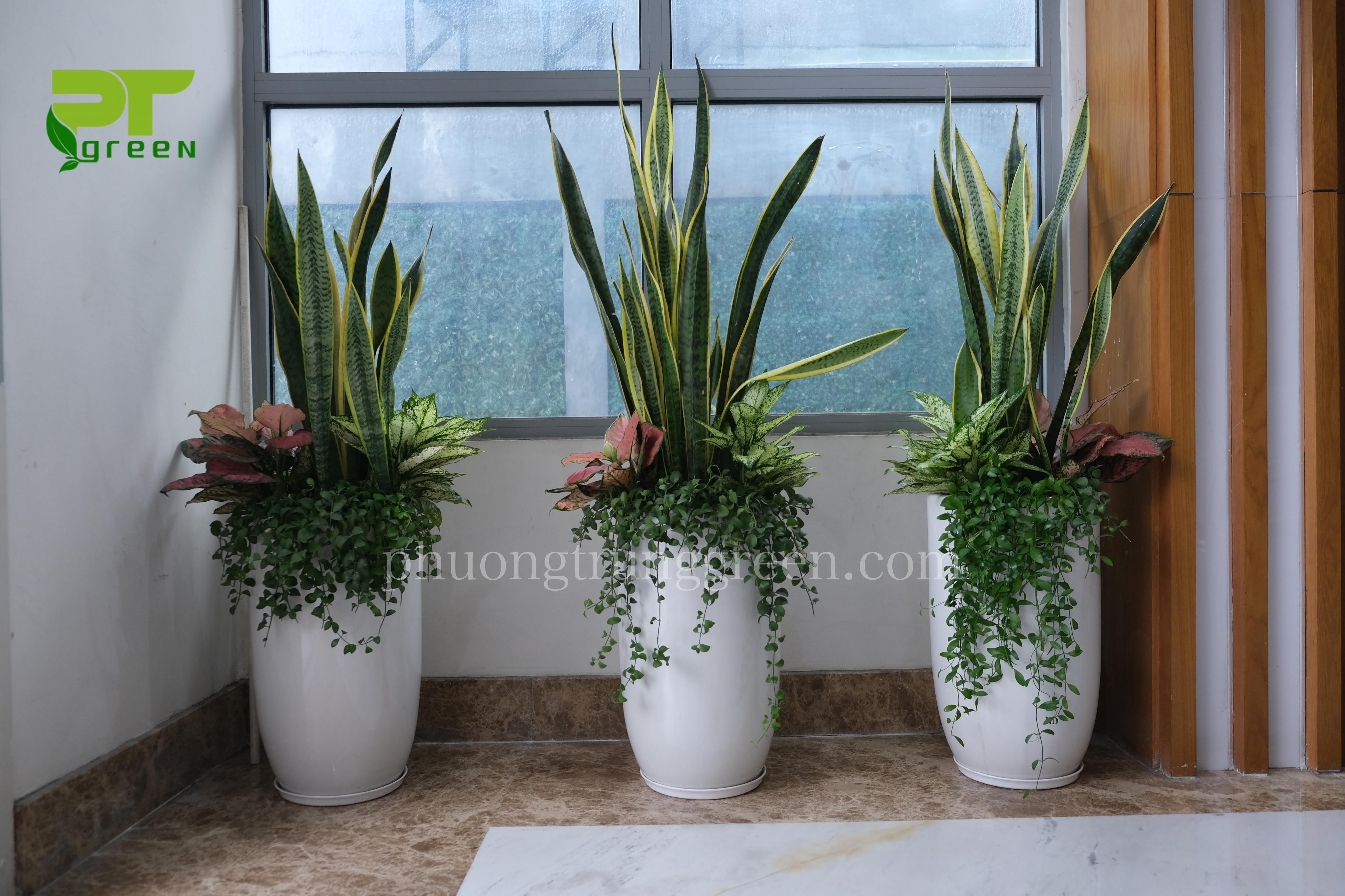Dịch Vụ Thuê Cây Văn Phòng Của PTGreen Đồng Hành Cùng Các Đối Tác Lớn