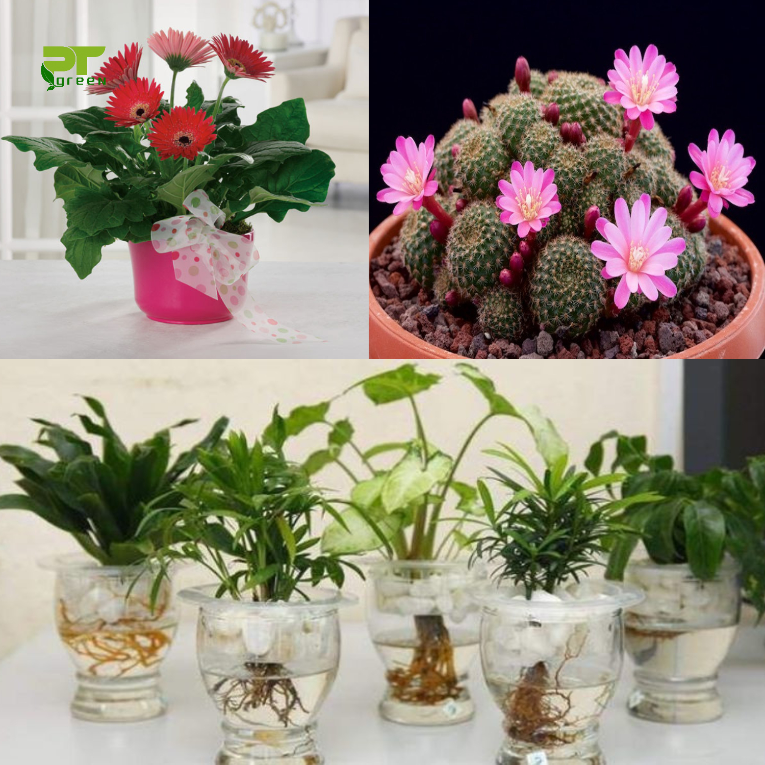 CÂY PHONG THỦY MỆNH KIM MANG LẠI BÌNH AN VÀ TÀI LỘC