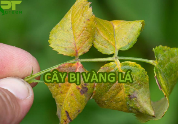 10 nguyên nhân cây bị vàng lá và cách điều trị hiệu quả