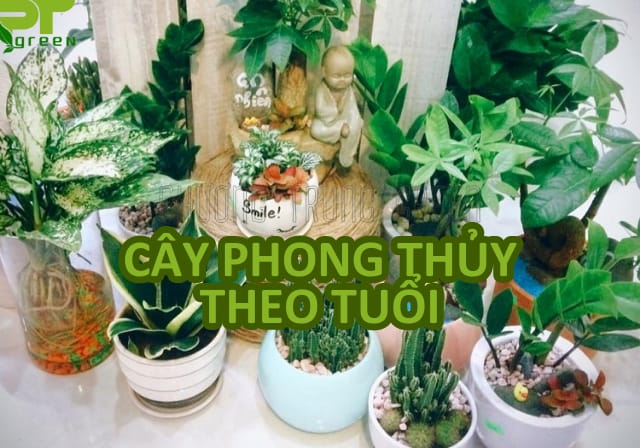 Tổng kết và lời khuyên chọn cây phong thủy phù hợp