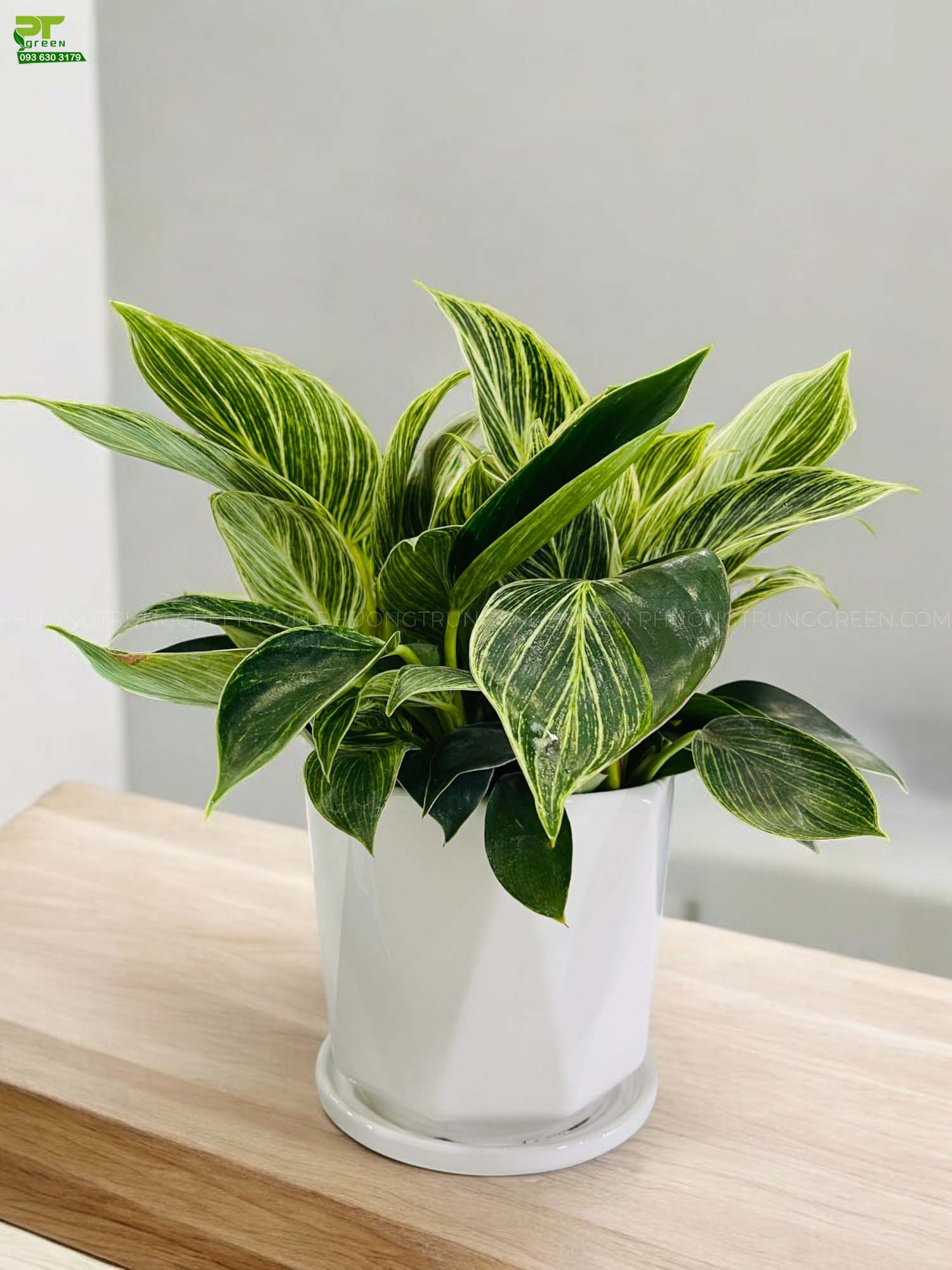 Trầu Bà Kim Cương Hợp Mệnh Gì - Khám Phá Ý Nghĩa Và Lợi Ích Phong Thủy