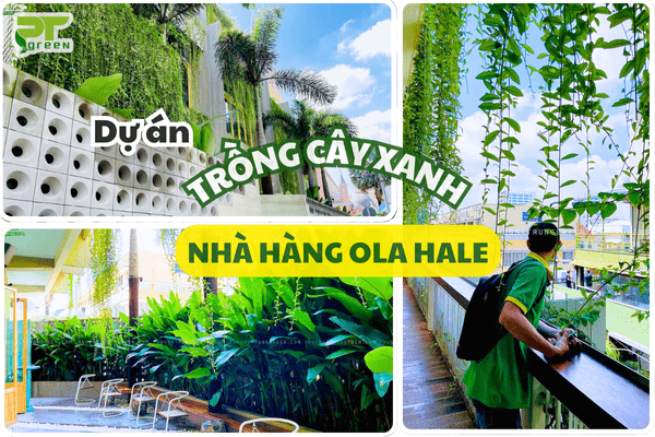 Thiết Kế Và Thi Công Cảnh Quan Nhà Hàng Ola Hale