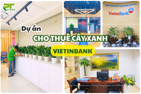 PT GREEN - ĐỐI TÁC CHO THUÊ CÂY XANH CỦA VIETINBANK