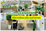 Setup Cho Thuê Cây Xanh Tại Văn Phòng Tập Đoàn Dầu Khí PETRO Việt Nam