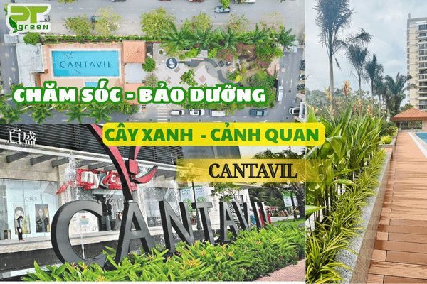 DỰ ÁN CHĂM SÓC - BẢO DƯỠNG CẢNH QUAN CHO CHUNG CƯ CANTAVIL