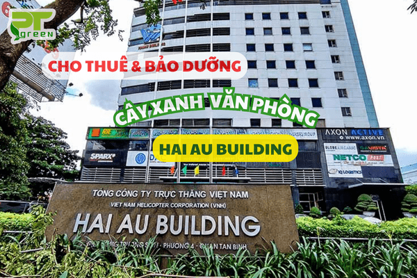 Setup Và Cho Thuê Cây Xanh Văn Phòng Tại HAI AU BUILDING