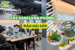 PT GREEN SETUP CHO THUÊ CÂY XANH TẠI VĂN PHÒNG ĐẢO HẢI SẢN