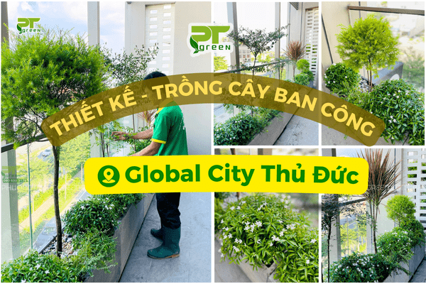 PT GREEN THI CÔNG TRỒNG CÂY XANH BAN CÔNG TẠI GLOBAL CITY THỦ ĐỨC