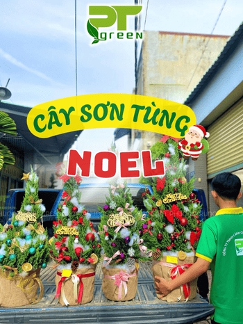 CUNG CẤP CÂY SƠN TÙNG NOEL MINI TRANG TRÍ GIÁNG SINH