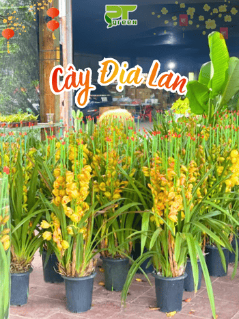 CÂY ĐỊA LAN