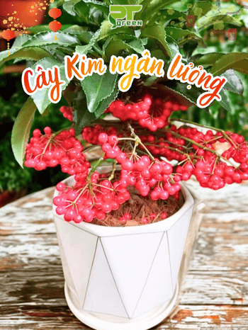CÂY KIM NGÂN LƯỢNG