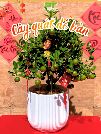 CÂY QUẤT ĐỂ BÀN