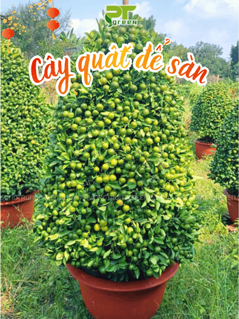 CÂY QUẤT ĐỂ SÀN