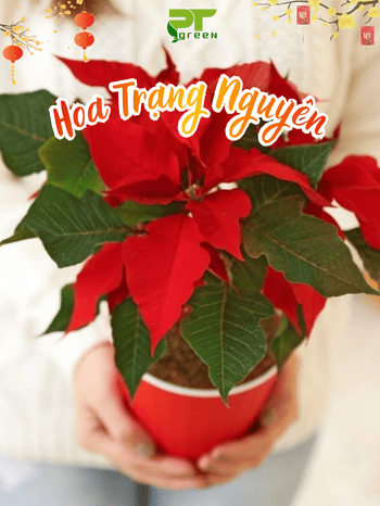 CÂY TRẠNG NGUYÊN