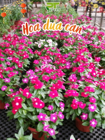 HOA DỪA CẠN - HOA TẾT